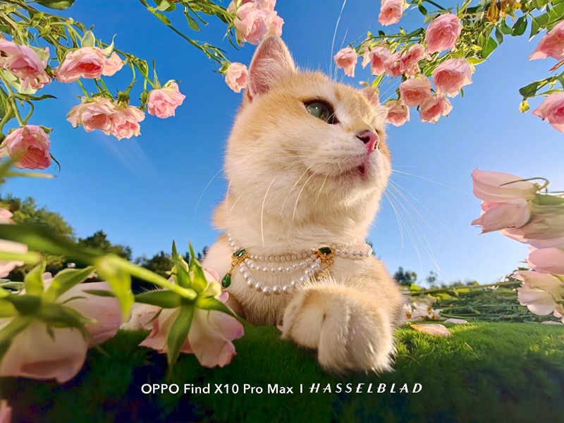 Фото снятое на камеру Oppo Find X10 Pro Max