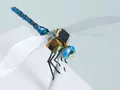 Проект DragonflEye или первые насекомые-киборги