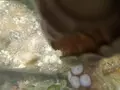 Осьминог отбирает GoPro у дайвера