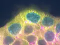 Удивительный мир стволовых клеток