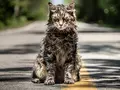 Вышел первый трейлер перезапуска «Кладбища домашних животных»
