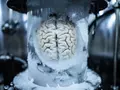 post_big2/frozz-brain.webp