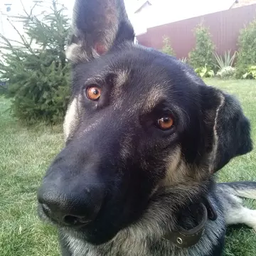 Дима Гринько