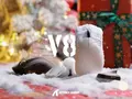post_big/plyklvgw6gpgibvk.webp
