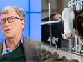 post_big/gatescow.jpg