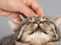 Purrli - мурлыкающий сайт