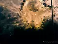 Как взрываются фейерверки: slow-mo