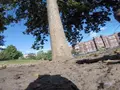 Белка сняла свой побег на украденную GoPro