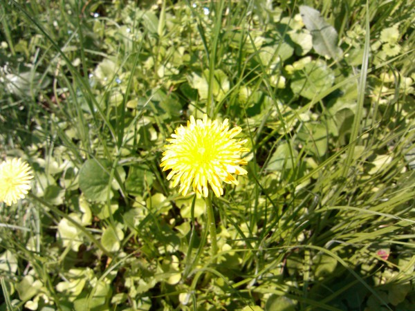 IMG_20120429_120407.jpg
