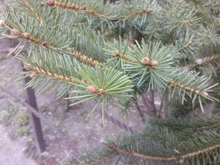 P1535_04-04-09.jpg