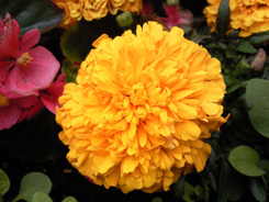 SNC00111.jpg