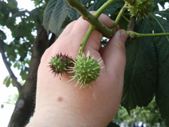 SNC00225.jpg
