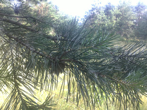 13062010091.jpg