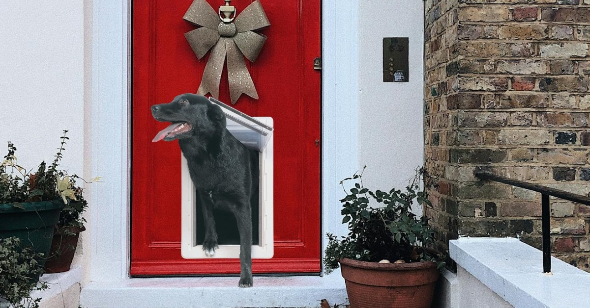Porte pour chien wifi à énergie tout temps