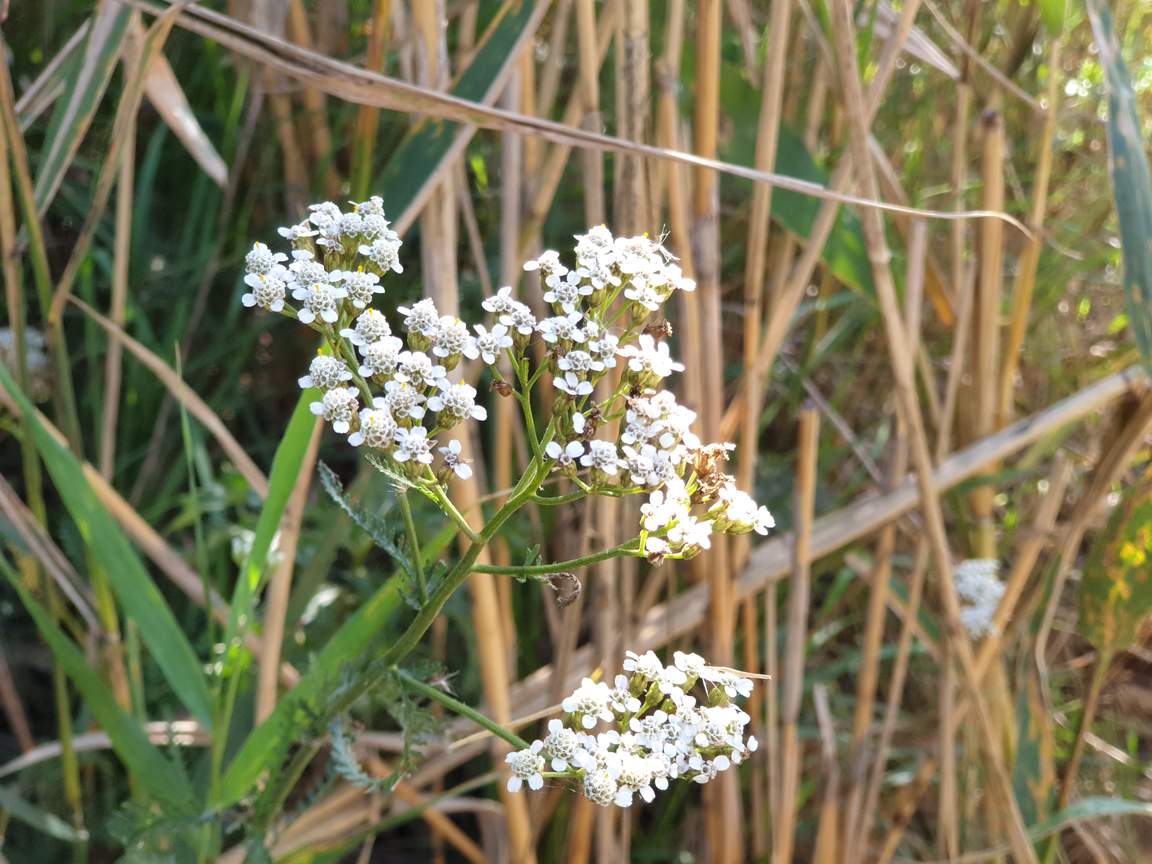 20180811_155558.jpg