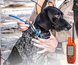 Обзор комплекта для отслеживания собак Garmin Astro 430 / T 5