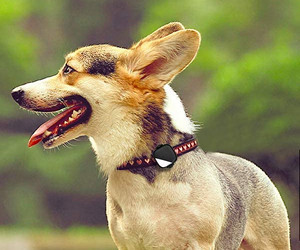 Обзор устройства слежения за домашними животными PetFon Pet GPS в реальном времени