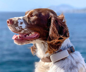 Обзор Tractive LTE GPS Dog Location & Activity Tracker